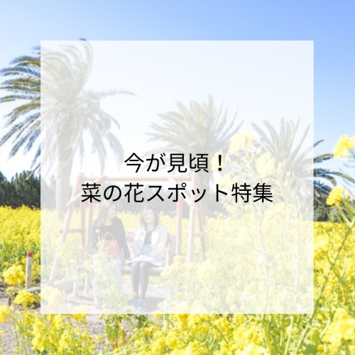 今が見頃の春の菜の花スポット🌼