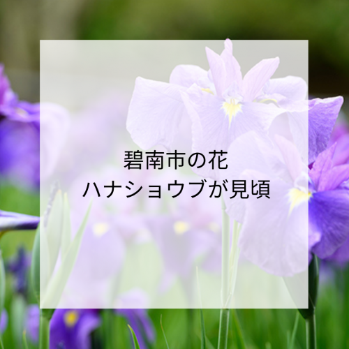 碧南の市の花💜ハナショウブ
