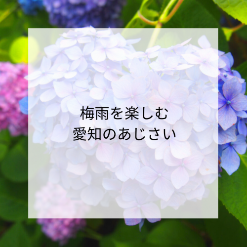 ☔梅雨を楽しむ！愛知のあじさい☔